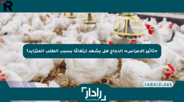 «تأثير الأعراس» الدجاج هل يشهد ارتفاعًا بسبب الطلب المتزايد؟